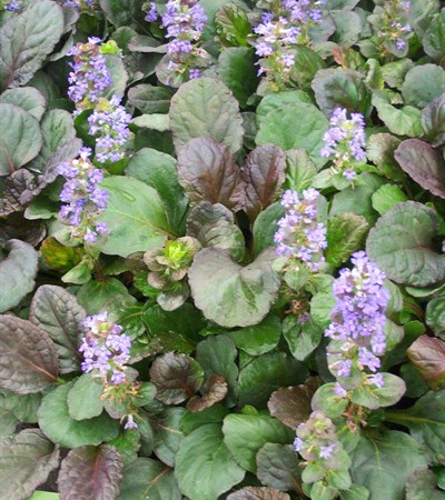 Bugle Weed Catlins Giant